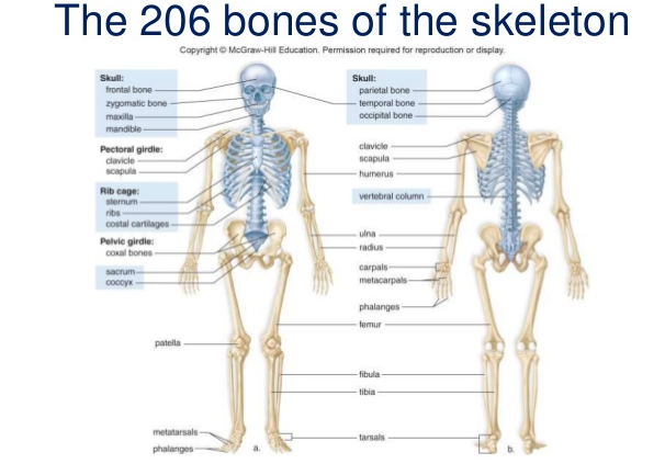 206-Bones